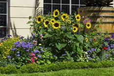 Los girasoles se pueden multiplicar solos. Foto: Shutterstock