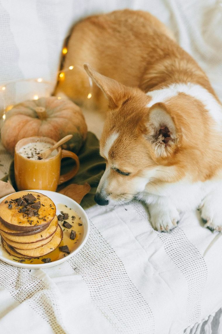 ¿Qué pasa si tu perro come chocolate por accidente? Así deberías reaccionar si tu mascota come chocolate. Foto: Pexels