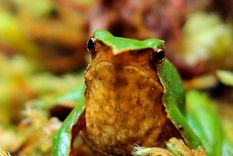 En Argentina y Chile, la rana de Darwin (imagen) es una de las especies que está en peligro extremo. Foto: ranitadedarwin.org