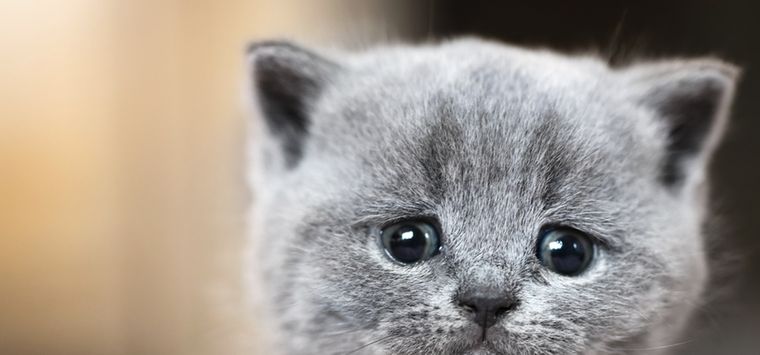 Tu gatito puede dar señales de estrés y de tristeza Foto: Shutterstock