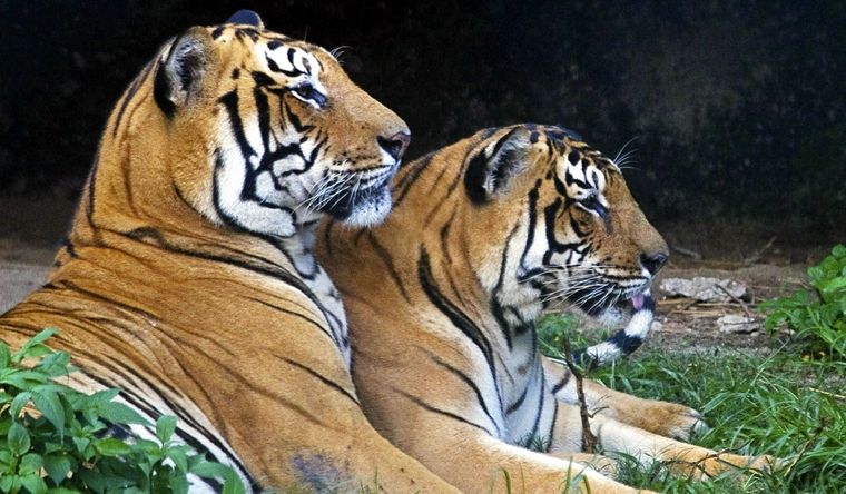 Los tigres se ven afectados por el virus de la gripe aviar. Foto: EFE