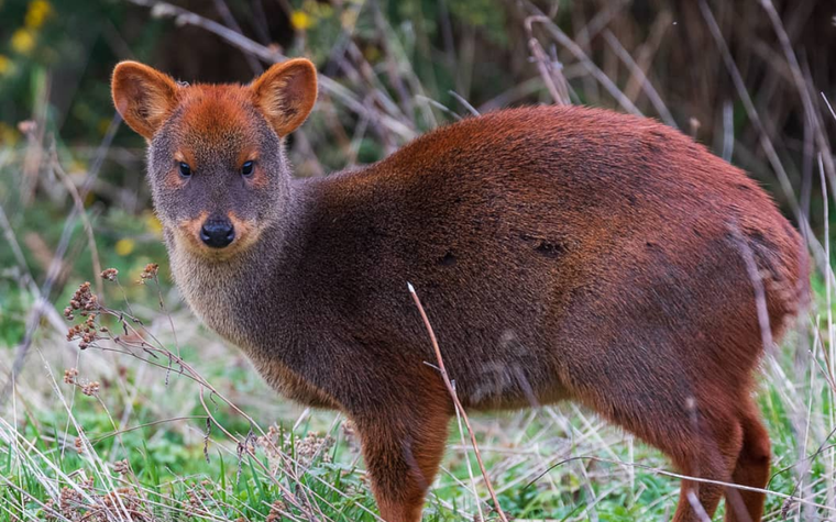 El Pudú es el ciervo más pequeño del mundo. Foto: Facebook