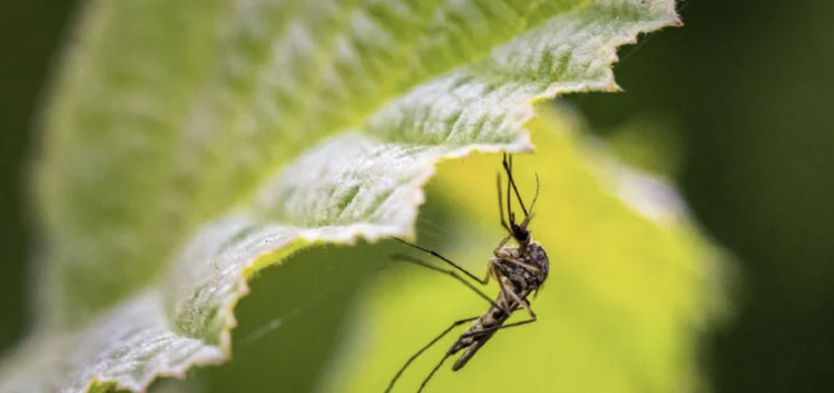 Además de ser insectos un tanto molestos, los mosquitos pueden hacernos contraer enfermedades Foto: Pixabay