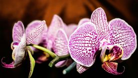 Un tip de jardinería puede salvar a tu orquídea.