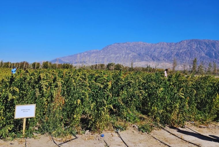 Semillas producidas por el INTA en su Centro Regional Mendoza–San Juan llegarán al espacio en una nueva investigación.