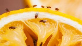 ¿Tus frutas se llenan de mosquitas? Esto es lo que tenés que hacer Foto: iStock