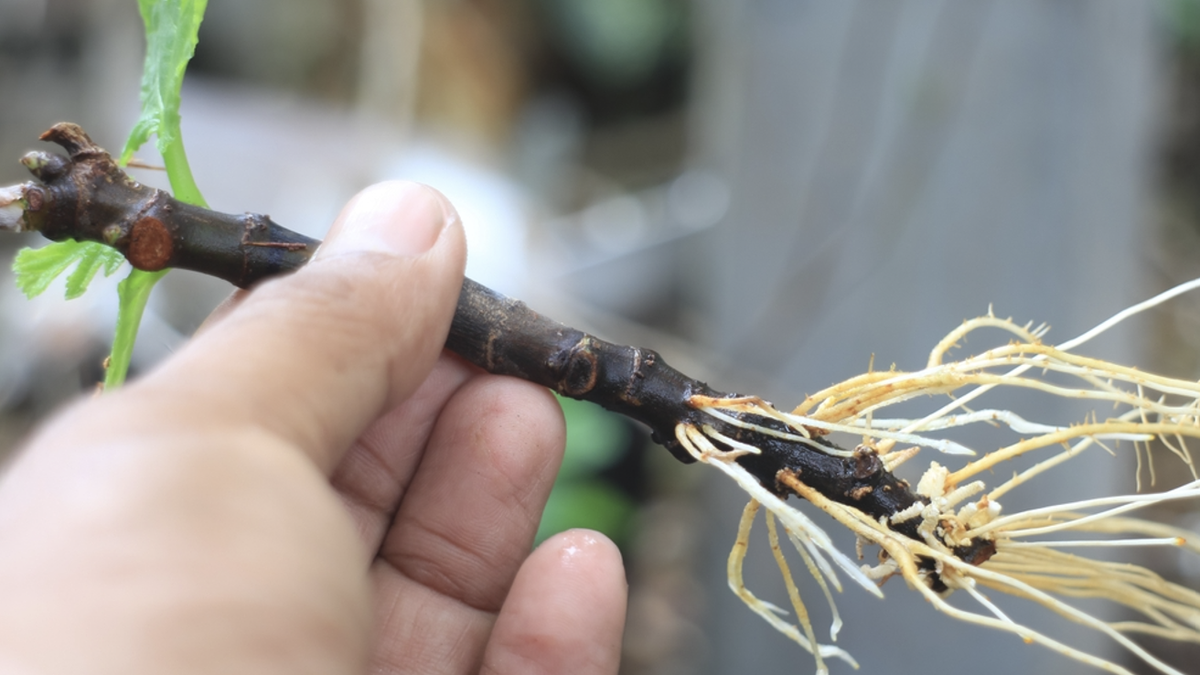 Cómo enraizar plantas en agua en tres pasos con ingredientes de la alacena