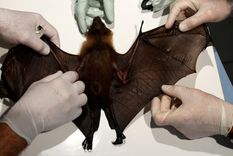 atrapan murcielagos de herradura en tailandia para ver si son portadores del covid-19