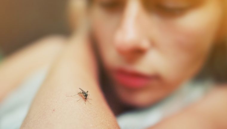 Lo dijo la ciencia: qué colores repelen a los mosquitos Foto: Shutterstock