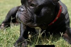 Pedro tiene 3 años y fue robado ayer en el Huerto del Sol