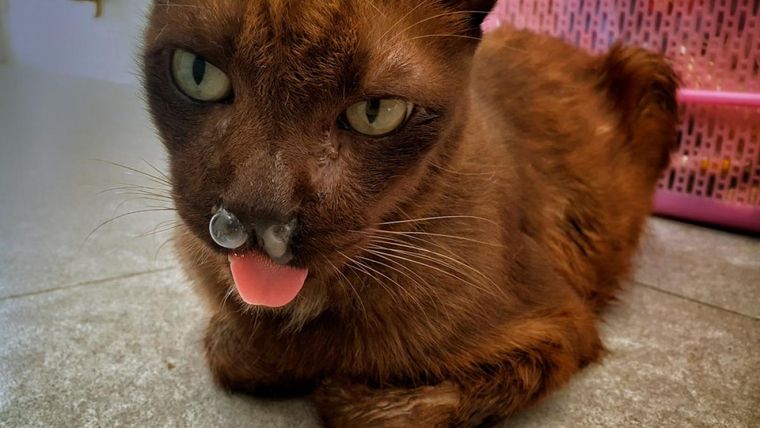 La enfermedad de gatos que puede ser mortal Foto: Archivo