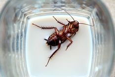 La leche de cucaracha tendría mayores beneficios nutritivos que la de vaca