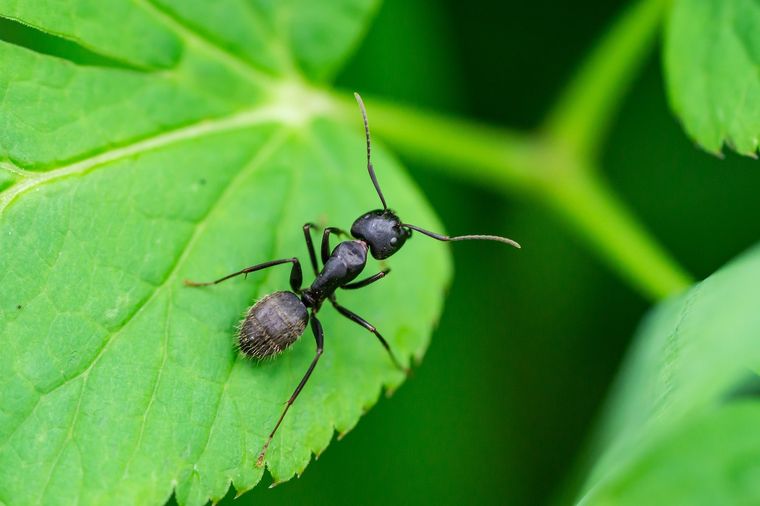 Un insecto muy molesto para las plantas. Foto: Fuente: Shutterstock