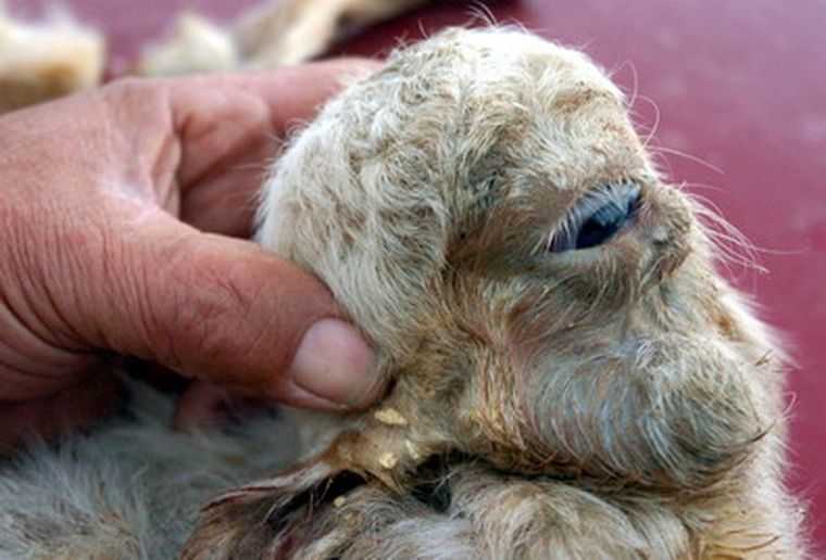 El ojo únicco del monstruo provocó la curiosidad de los vecinos. Foto: Gentileza: Maxi Jonas