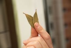 Feng shui y laurel: el secreto para atraer prosperidad en simples pasos Foto: Freepik