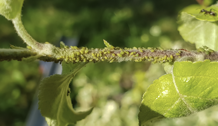 Las plagas absorben todos los nutrientes de las plantas del jardín. Foto: Shutterstock