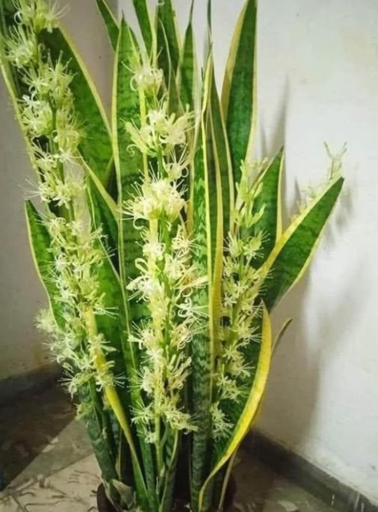 Así son las flores de una lengua de suegra Así son las flores de una lengua de suegra