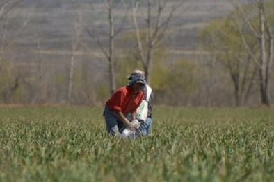MDZol | Las exportaciones de ajo cayeron de U$S226 a U$S97 millones este año. Foto: Publicada en Wordpress Valle de Uco