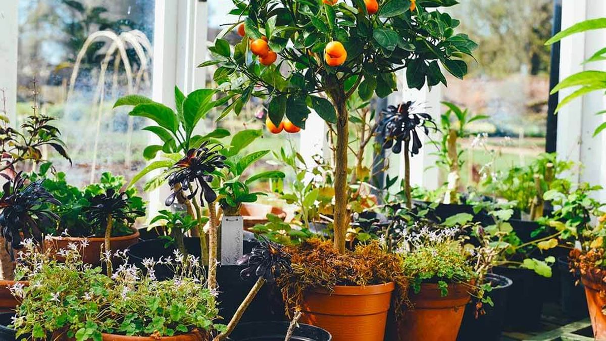 Los árboles frutales en maceta que arrasan este otoño