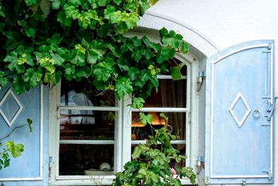 MDZol | Una opción para decorar tus muros. Foto: menudojardin.com