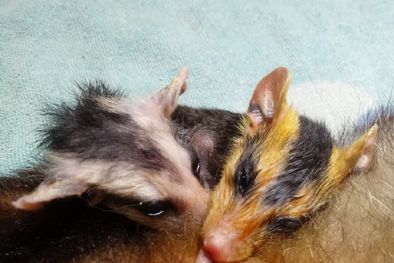 MDZol | La cría de comadreja adoptada se alimenta de su mamá adoptiva mientras esta se recupera de las heridas causadas por perros. Foto: Fundación Cullunche.