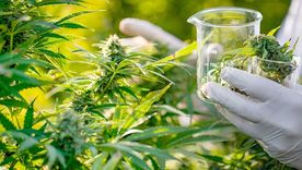 En la Argentina se trabaja en distintos proyectos vinculados con el uso medicinal del cannabis, ahora hubo claros avances en Biofábrica Misiones. En la Argentina se trabaja en distintos proyectos vinculados con el uso medicinal del cannabis, ahora hubo claros avances en Biofábrica Misiones.