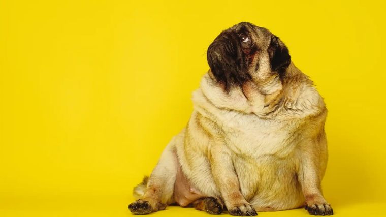 De esta manera sabrás si debes modificar la alimentación de tu perro Foto: Archivo