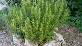 Romero, una planta con buenas vibras. Foto: Fuente: Shutterstock Romero, una planta con buenas vibras. Foto: Fuente: Shutterstock