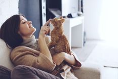 El cepillado debe estar entre las rutinas de cuidado de tus gatos. Foto: Shutterstock El cepillado debe estar entre las rutinas de cuidado de tus gatos. Foto: Shutterstock