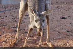 Foto: animalsaustralia.org