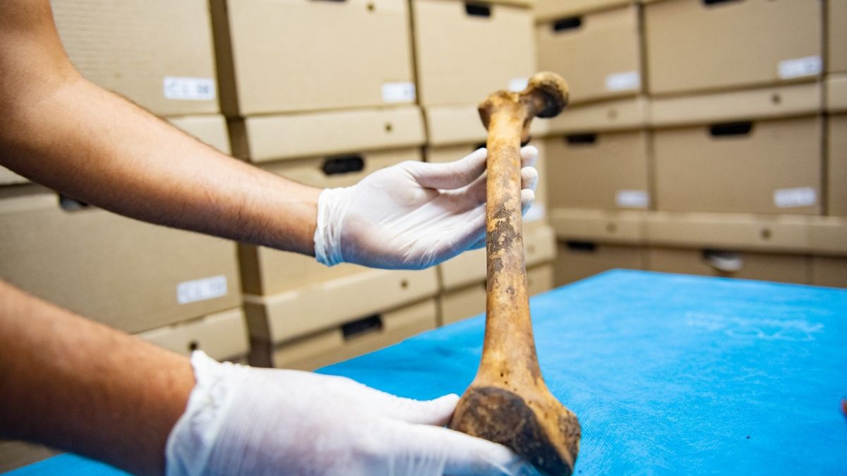La biblioteca de huesos de la UNCuyo recibió un reconocimiento internacional