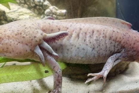 "Dippy" fue el nombre que le puso Evie Hill al ajolote lesionado que encontró en un río en Gales. "Dippy" fue el nombre que le puso Evie Hill al ajolote lesionado que encontró en un río en Gales.