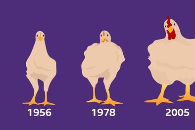 MDZol | La selección genética ha hecho que los pollos que consumimos actualmente crecieran un 400%, según un estudio de la Universidad de Alberta Foto: CECILIA TOMBESI\BBC MUNDO