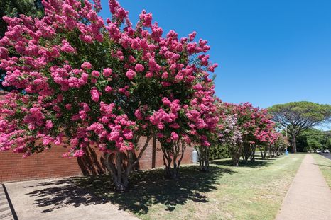 Árbol de Júpiter Es uno de los árboles xerófitos para tu jardín. Árbol de Júpiter Es uno de los árboles xerófitos para tu jardín.