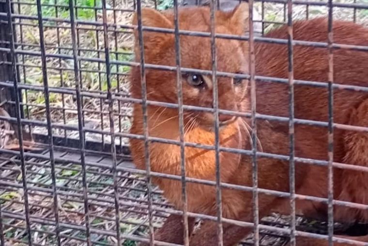 El yaguarundí es un felino de talla reducida, pero mayor que un gato doméstico que está en peligro de extinción.