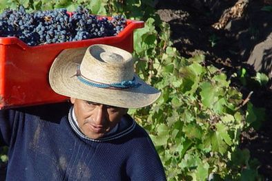 MDZol | El operativo cosecha ya está en marcha.