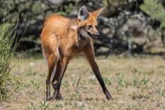 Su estado de conservación es casi amenazado, aunque no se ven ejemplares en muchos territorios donde antes había Foto: Télam