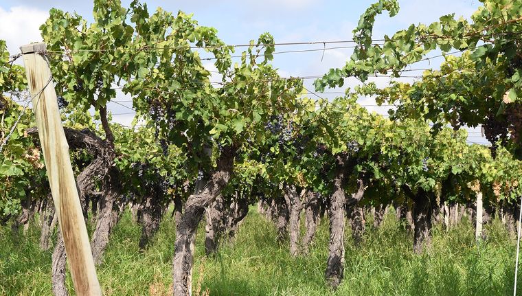 Un nuevo terruño con sus características diversifica y potencia a la vitivinicultura en la provincia. Foto: ALF PONCE MERCADO / MDZ