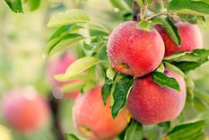 Paso a paso para tener un manzano en el jardín. Foto: Shutterstock Paso a paso para tener un manzano en el jardín. Foto: Shutterstock