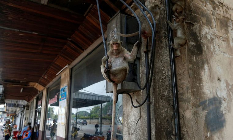 Mono en Tailandia En Lopburi (Tailandia), la escasez de turistas ha hecho que los monos vayan más allá de sus sitios habituales. Imagen: Soe Zeya Tun/Reuters.