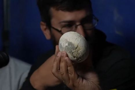 Así es el huevo encontrado por los científicos del Conicet. Así es el huevo encontrado por los científicos del Conicet.