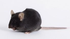 El ratón utilizado en la investigación del nuevo coronavirus se denominó k18-hACE2 Foto: BBC Mundo