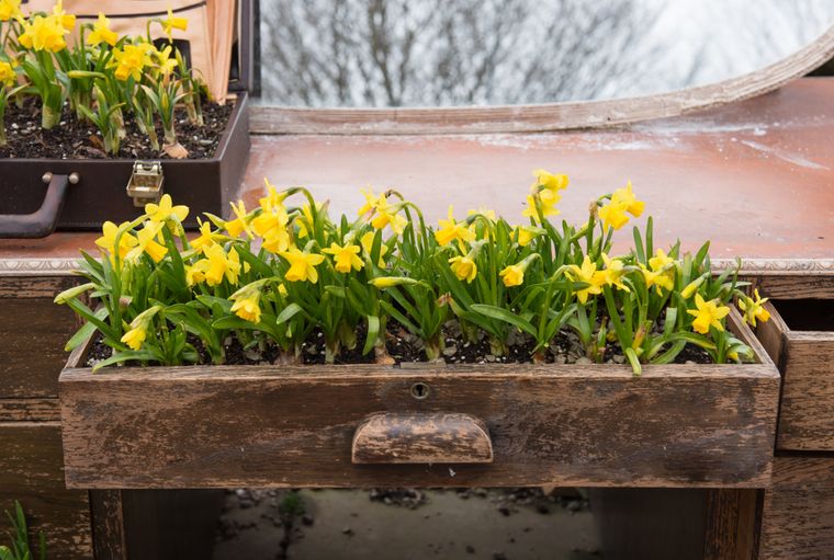 Un cajón viejo puede convertirse en una original maceta si se lo acondiciona correctamente. Foto: Shutterstock Un cajón viejo puede convertirse en una original maceta si se lo acondiciona correctamente. Foto: Shutterstock