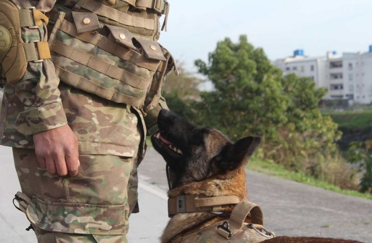 Los perros de la Brigada USAR sirven para distintas técnicas de rescate. Foto: Ejército Argentino