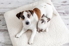 ¿A qué edad deberías esterilizar a tu mascota y por qué es importante? Te contamos los beneficios y las posibles preocupaciones de esta intervención. Foto: Shutterstock