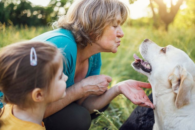 Algunas razas pequeñas y de carácter dócil son ideales para acompañar a los abuelos en su rutina diaria. Foto: Shutterstock
