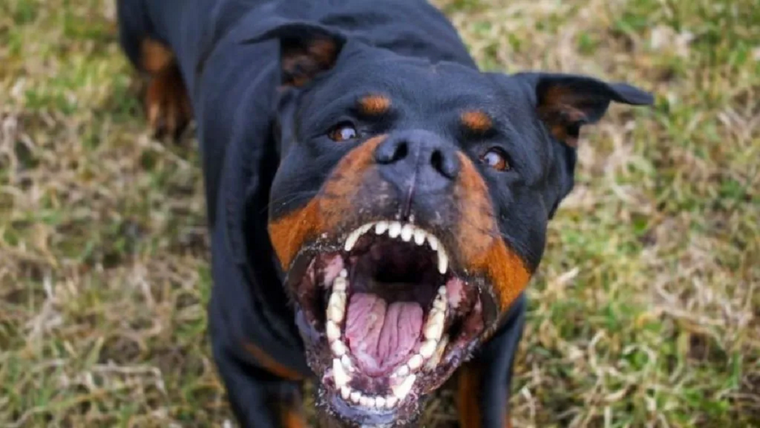 Una anciana murió en Guaymallén tras ser atacada por su perros Rottweiler Foto: Redes sociales