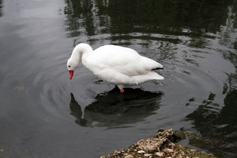 El caso de gripe aviar fue detectado en un cisne coscoroba. El caso de gripe aviar fue detectado en un cisne coscoroba.
