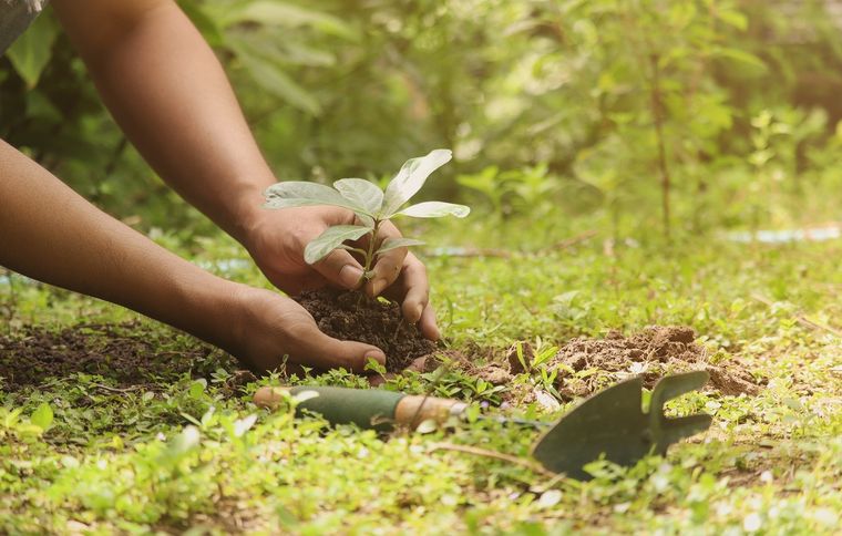 Un jardín otoñal colorido y saludable es posible con estas plantas Foto: sHUterstock