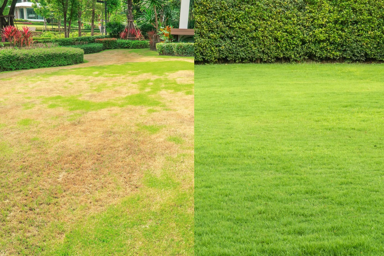 ¿Tu jardín luce amarillo? Te contamos el porqué y cómo prevenir esto Foto: SHUTTERSTOCK